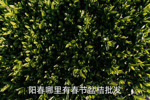 陽春哪里有春節盆桔批發