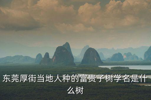 東莞厚街當地人種的富貴子樹學名是什么樹