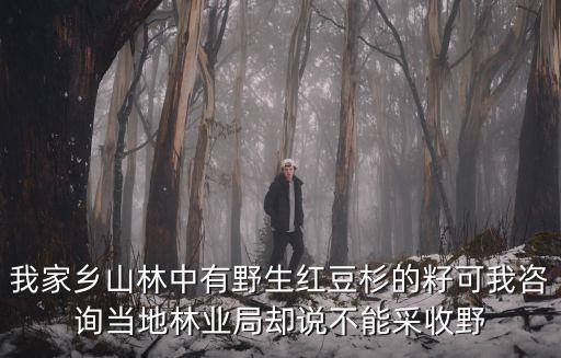 我家鄉(xiāng)山林中有野生紅豆杉的籽可我咨詢當?shù)亓謽I(yè)局卻說不能采收野