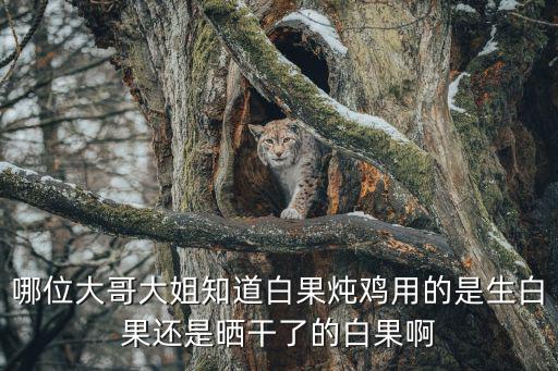 哪位大哥大姐知道白果燉雞用的是生白果還是曬干了的白果啊