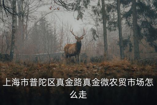 上海市真金路389弄，上海市真金路在哪個區