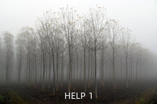 HELP 1