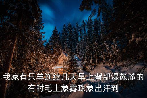 我家有只羊連續幾天早上背部濕麓麓的有時毛上象霧珠象出汗到