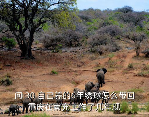 問 30 自己養的6年繡球怎么帶回重慶在南充工作了幾年現