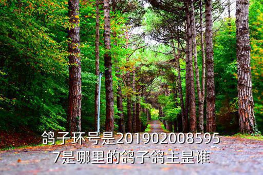 鴿子環號是2019020085957是哪里的鴿子鴿主昰誰