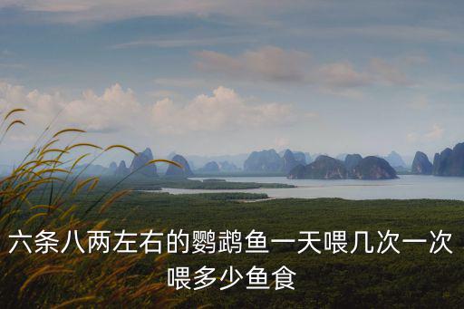 六條八兩左右的鸚鵡魚一天喂幾次一次喂多少魚食