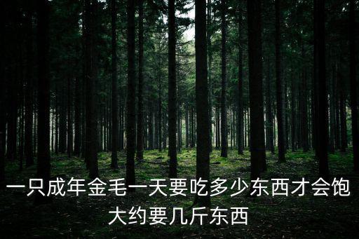 一只成年金毛一天要吃多少東西才會飽大約要幾斤東西