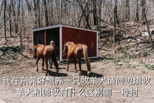 我在東莞好想養一只牧羊犬請問邊境牧羊犬和德牧有什么區別哪一種狗