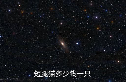 短腿貓多少錢一只