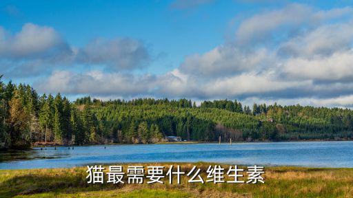 貓最需要什么維生素
