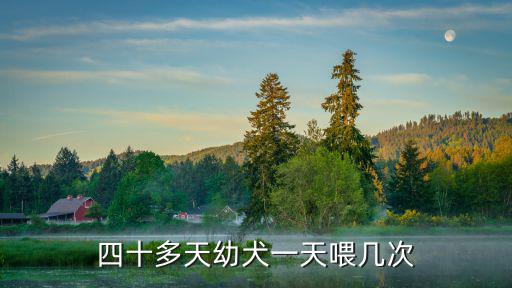 四十多天幼犬一天喂幾次