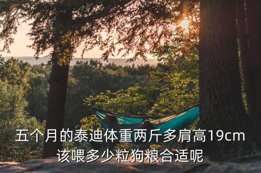 五個(gè)月的泰迪體重兩斤多肩高19cm該喂多少粒狗糧合適呢