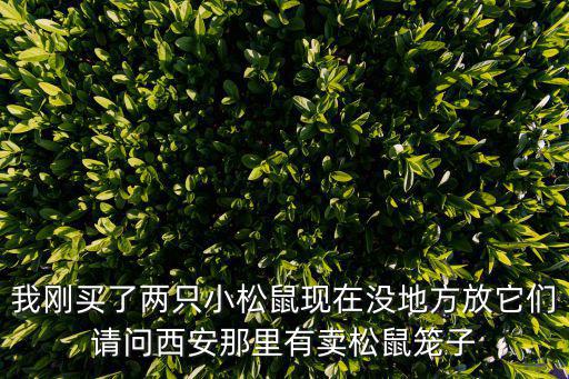 我剛買了兩只小松鼠現(xiàn)在沒(méi)地方放它們請(qǐng)問(wèn)西安那里有賣松鼠籠子