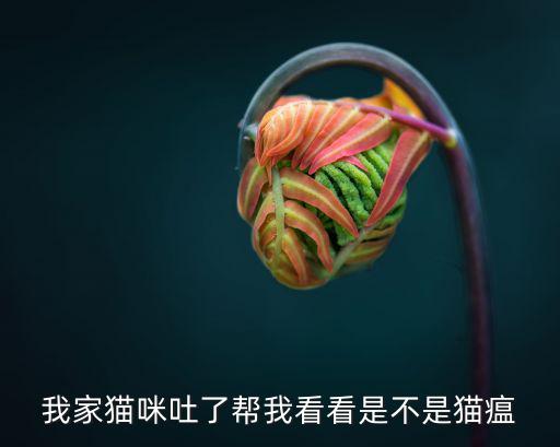 我家貓咪吐了幫我看看是不是貓瘟