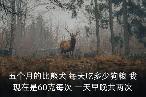 三斤的比熊吃多少狗糧，比熊幼犬一次性一次性喂多少狗糧
