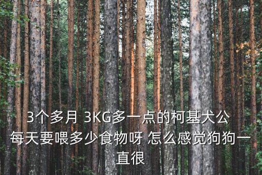 3個多月 3KG多一點的柯基犬公 每天要喂多少食物呀 怎么感覺狗狗一直很