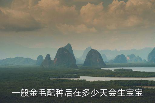 一般金毛配種后在多少天會生寶寶