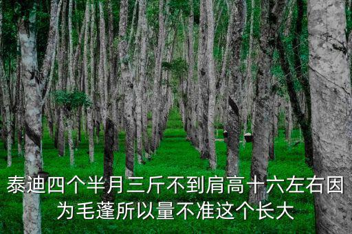 泰迪肩高16長大后可到多少，出生五十天的紅泰迪肩高16體長17體重兩斤算不算胖啊估計