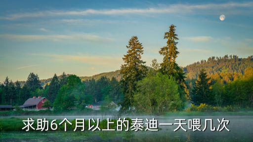 求助6個月以上的泰迪一天喂幾次