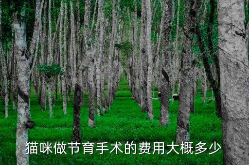貓咪做節育手術的費用大概多少