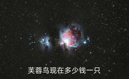 芙蓉鳥現在多少錢一只