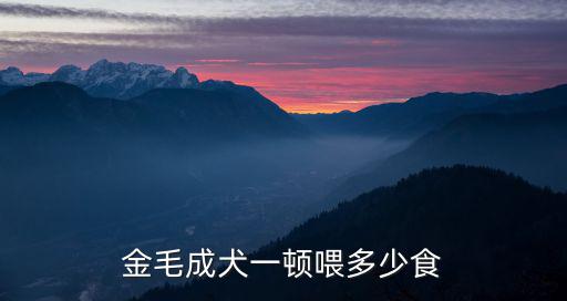 金毛犬一天要吃多少肉，一只成年金毛一天要吃多少東西才會(huì)飽大約要幾斤東西