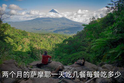 兩個月的薩摩耶一天吃幾餐每餐吃多少