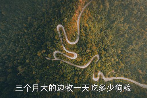 3個月大邊牧吃多少，三個月大的狗狗一天吃多少東西最好