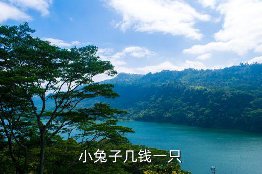冬天寵物小兔子多少錢，小兔子幾錢一只