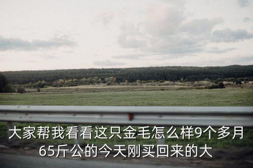 十個月金毛能賣多少錢，金毛現在賣多少錢