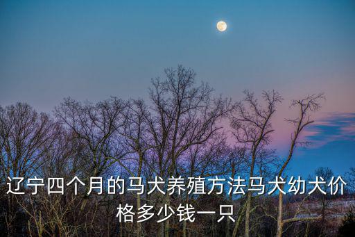 遼寧四個月的馬犬養殖方法馬犬幼犬價格多少錢一只