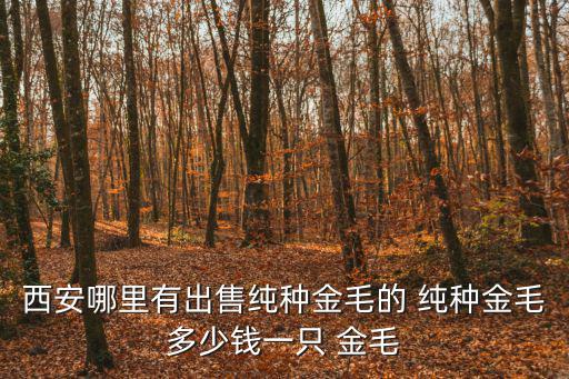 西安哪里有出售純種金毛的 純種金毛多少錢一只 金毛