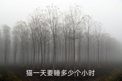 貓一天要睡多少個小時