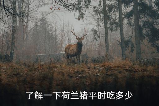 了解一下荷蘭豬平時吃多少