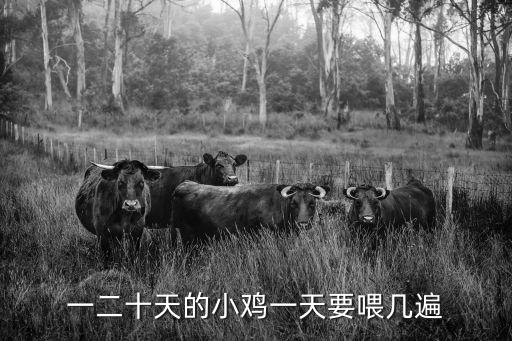 一二十天的小雞一天要喂幾遍