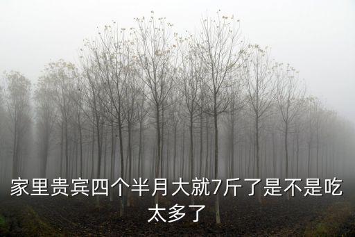 四個月貴賓吃多少，4個月的小貴賓狗一天吃幾頓飯每次吃多少謝謝