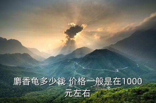麝香龜多少錢 價格一般是在1000元左右