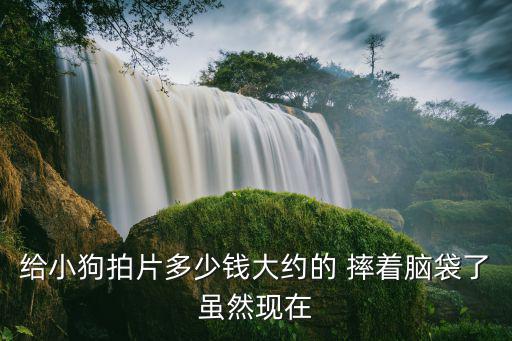 狗狗 拍片 多少錢，給小狗拍片多少錢大約的 摔著腦袋了雖然現在