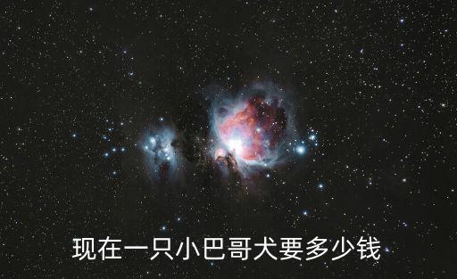 現(xiàn)在一只小巴哥犬要多少錢