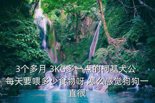 柯基吃多少粒皇家a3，皇家A3可以喂多大的狗狗吃呢營養好不好