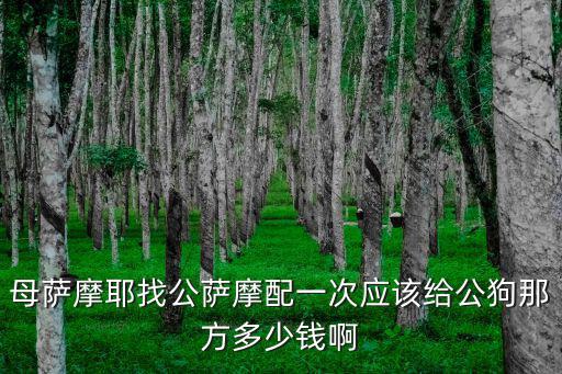 找公薩摩配種需要多少錢，薩摩 公狗配種多少錢