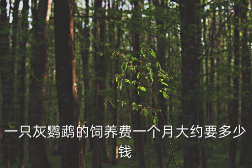一只灰鸚鵡的飼養費一個月大約要多少錢