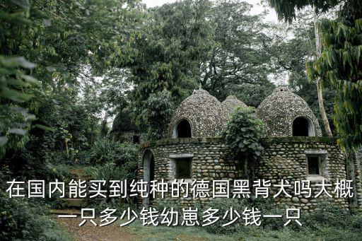 在國內(nèi)能買到純種的德國黑背犬嗎大概一只多少錢幼崽多少錢一只