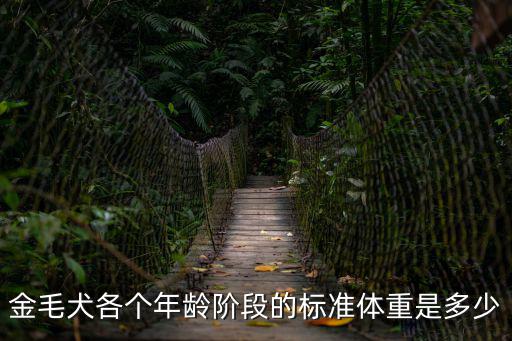 金毛犬各個年齡階段的標準體重是多少