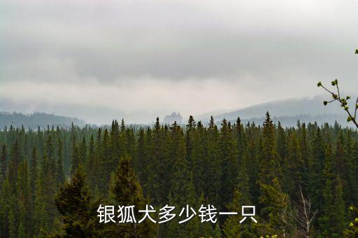 銀狐犬多少錢一只