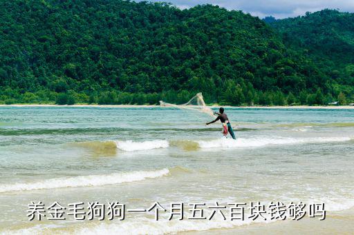養金毛狗狗一個月五六百塊錢夠嗎
