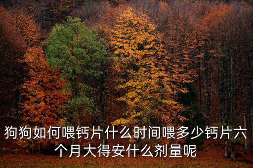 狗狗如何喂鈣片什么時間喂多少鈣片六個月大得安什么劑量呢