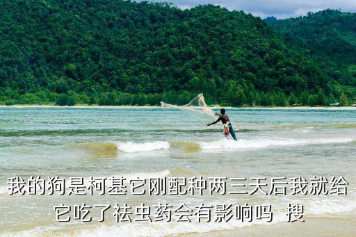 我的狗是柯基它剛配種兩三天后我就給它吃了祛蟲藥會有影響嗎  搜