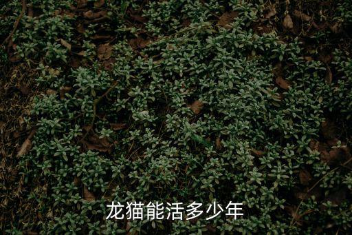 龍貓能活多少年