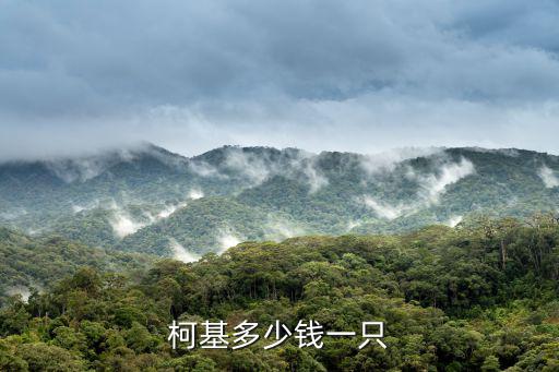 柯基多少錢一只